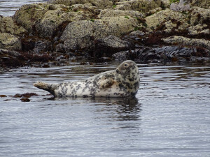 Остров Isle of May_4