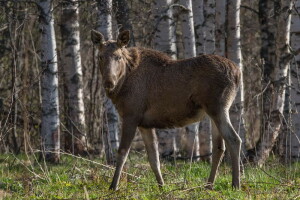 3 Кузнецов Сергей