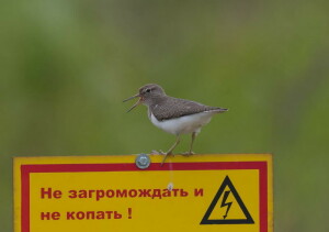 8.1_Bryliakov Sergei_perevozchik