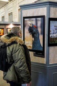 выставка_Охота с фотоаппаратом_2018_04